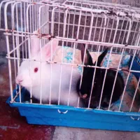 خرگوش مفت|موش و خرگوش|کازرون, |دیوار