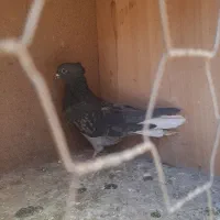 کبوتر پرشی|پرنده|گلپایگان, |دیوار