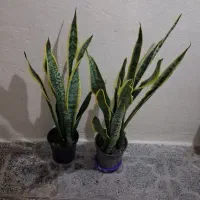 گل آپارتمان