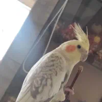 عروس هلندی|پرنده|محمدیه-قزوین, |دیوار