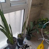 گیاه|گل و گیاه طبیعی|تهران, کوهک|دیوار