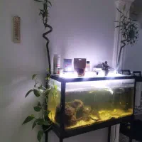 آکواریوم با ماهی داخلش گوپی