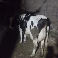 گاو شیری با ۲۵کیلو شیر