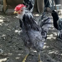 تخم مرغ و جوجه گلین ریشی چهل تاج فروشی|حیوانات مزرعه|سیرجان, |دیوار