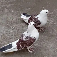 گمشده|حیوانات|ساوه, |دیوار