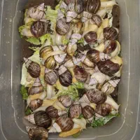 حلزون آچاتینا|خزنده|تهران, حبیب الله|دیوار