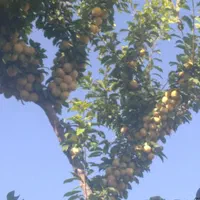 هرس و باغبانی|خدمات باغبانی و درختکاری|اصفهان, سپاهان‌شهر|دیوار