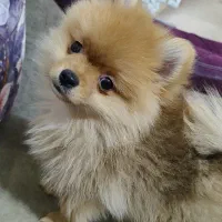 سگ پامر بسیار کوچیک و بازیگوش