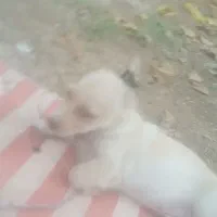 سگ کوچلوگمشده