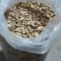 باقله زودرس سه ماهه