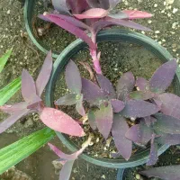 حراجی گل مریم|گل و گیاه طبیعی|سبزوار, توحیدشهر|دیوار