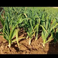 سیر سفید بابلگ درجه۱