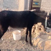 الاغ ماده جوان پنج ساله