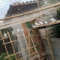 نسل جهنم برترین بهترین