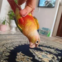 گرینچیک نر سخنگو ودستی معاوضه با جوجه پاین اپل
