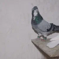 کفتر|پرنده|مشهد, تربیت (صدف)|دیوار