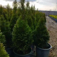 تعدادی گل تویا و لاوسون