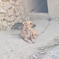 واگذاری سگ میکس ژرمن مالانیوز|سگ|نورآباد ممسنی, |دیوار