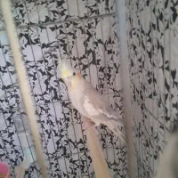 عروس هلندی نر مست