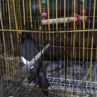 مینا|پرنده|تایباد, |دیوار