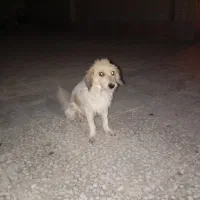 یک عدد سگ شناسنامه داره
