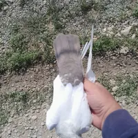 کبوتر پیدا کردم