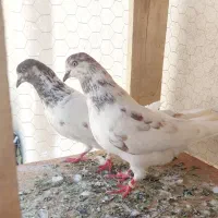 نروماده کله ای روزگاری