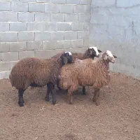 بره ماده افشار،میش،بز،بزغاله