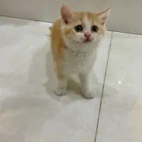 بچه گربه بریتیش