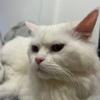 گربه پرشین سوپرفلت