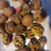 گردو|خوردنی و آشامیدنی|جلفا, |دیوار