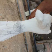 طوقی وسینه ودمبی|پرنده|شیراز, تندگویان|دیوار