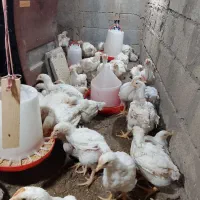 مرغ ارگانیک|حیوانات مزرعه|تاتار علیا, |دیوار