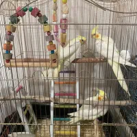 جوجه عروس هلندی لوتینو