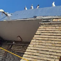 تکپر ساعتی|پرنده|خان ببین, |دیوار