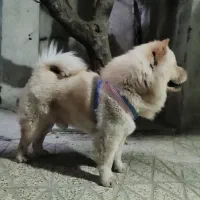 سگ چاو چاو