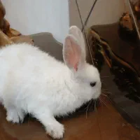 خرگوش خوشگل