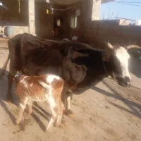 گاو و گوساله سیمینتال ۷ کیلو شیر