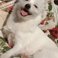 دوتا سگ|سگ|اهواز, سپیدار|دیوار