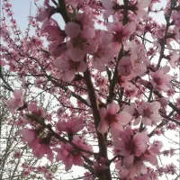 باغ درآستانه