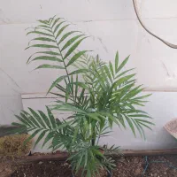 گل و گیاه شامادورا|گل و گیاه طبیعی|اهواز, سیصد دستگاه|دیوار