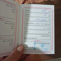 سگ پامرانین|سگ|تهران, فرزانه|دیوار