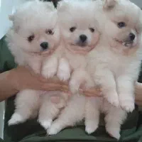 پامرانین خرسی وعروسکی