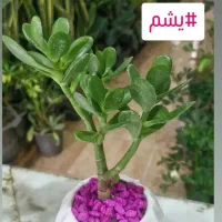 یشم گیاه ثروت ۲۸ت