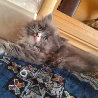 گربه پرشین نر|گربه|زنجان, |دیوار