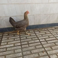 دو عدد مرغ خانگی