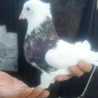 ۳ تا‌ طوقی الماسی و زرد