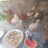 مرغ خروس|حیوانات مزرعه|پاکدشت, حصار امیر|دیوار