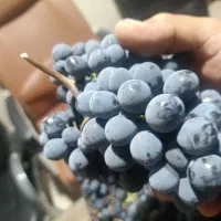 انگور سیاه کلستان|خدمات باغبانی و درختکاری|شیراز, گویم|دیوار