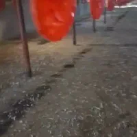 کودمرغی  سالنی و قفسی و کود گاوی با کیفیت